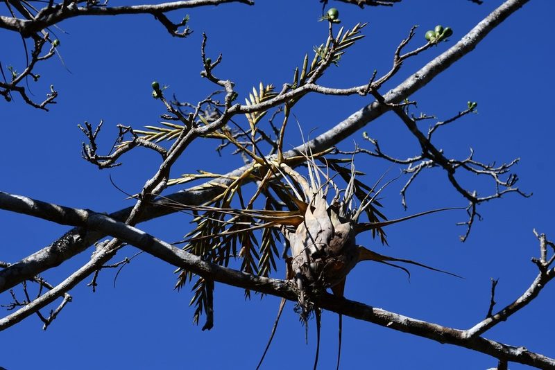 Tillandsia elusiva, photographed by Neptalí Ramírez Marcial
