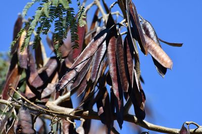 Leucaena diversifolia, photographed by Neptalí Ramírez Marcial