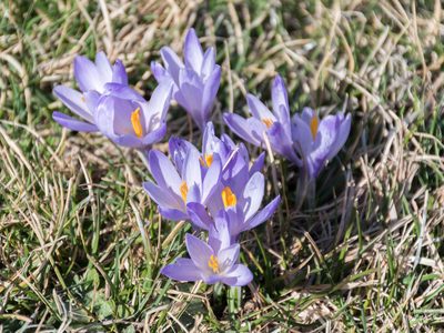 Crocus neglectus, photographed by Roberto