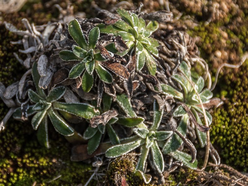 Saxifraga callosa, photographed by Roberto