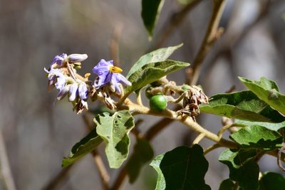 Solanum lanceolatum, photographed by Neptalí Ramírez Marcial