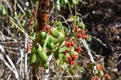 Rhus terebinthifolia, photographed by Neptalí Ramírez Marcial