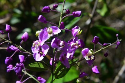 Asemeia floribunda, photographed by Neptalí Ramírez Marcial