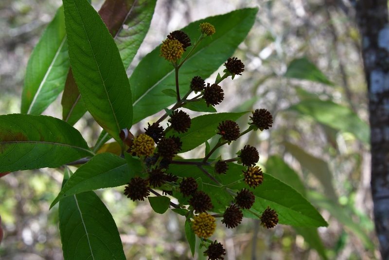 Verbesina hypargyrea, photographed by Neptalí Ramírez Marcial