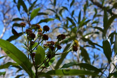 Verbesina hypargyrea, photographed by Neptalí Ramírez Marcial
