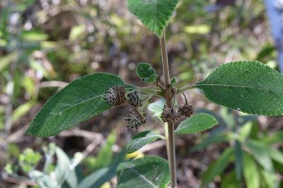 Lippia umbellata, photographed by Neptalí Ramírez Marcial