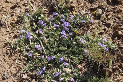 Aptosimum procumbens, photographed by Tony Rebelo