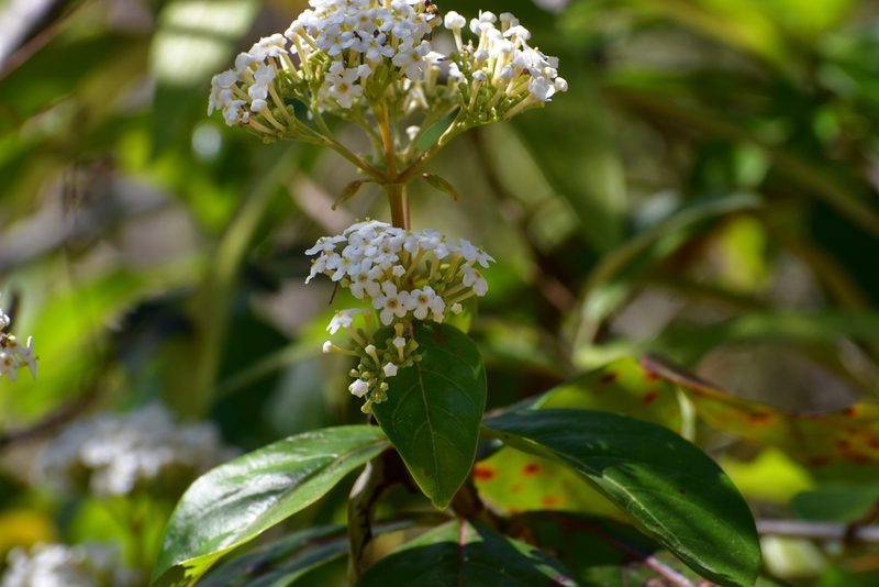 Rogiera stenosiphon, photographed by Neptalí Ramírez Marcial