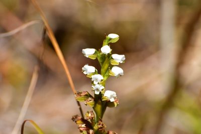 Aulosepalum hemichrea, photographed by Neptalí Ramírez Marcial