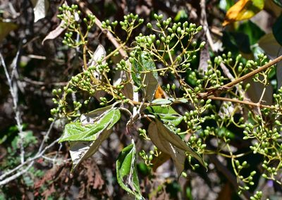 Sinclairia discolor, photographed by Neptalí Ramírez Marcial