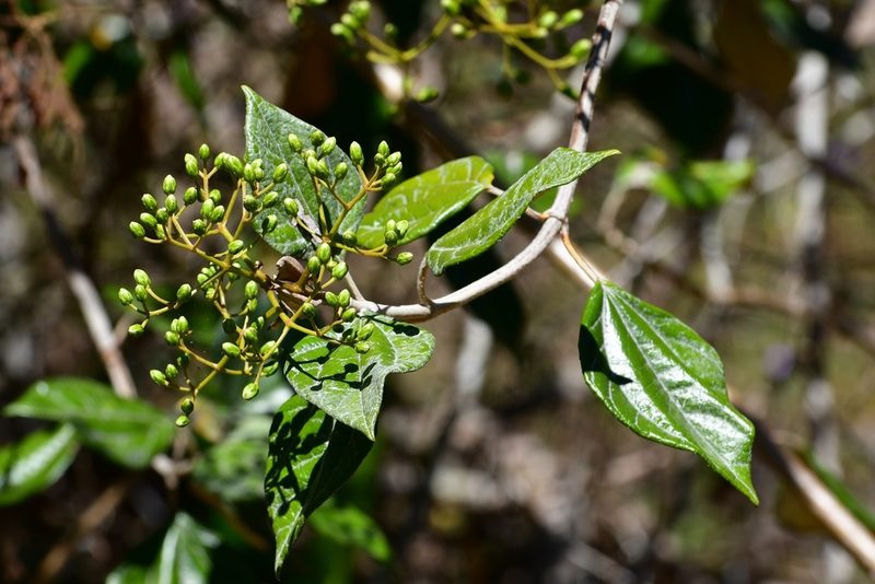 Sinclairia discolor, photographed by Neptalí Ramírez Marcial