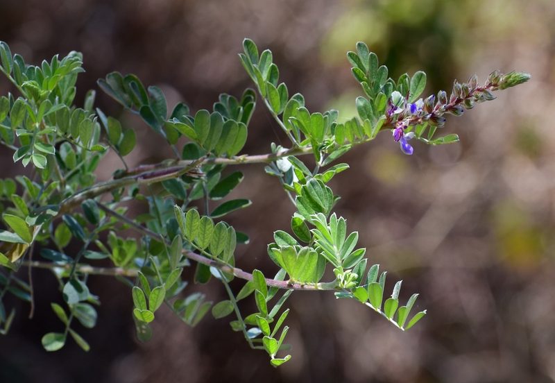 Marina spiciformis, photographed by Neptalí Ramírez Marcial