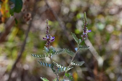 Marina spiciformis, photographed by Neptalí Ramírez Marcial