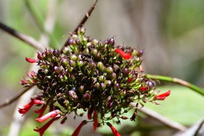 Russelia verticillata, photographed by Neptalí Ramírez Marcial