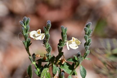 Henrya insularis, photographed by Neptalí Ramírez Marcial