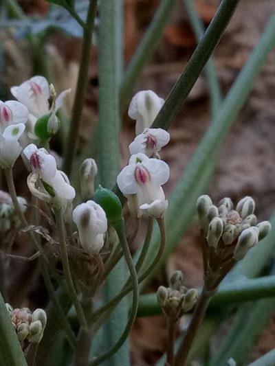 Rupicapnos numidica, photographed by Karim Haddad