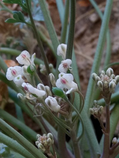 Rupicapnos numidica, photographed by Karim Haddad