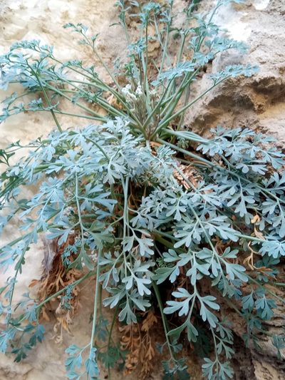 Rupicapnos numidica, photographed by Karim Haddad