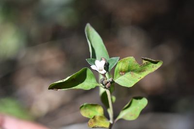 Holographis parayana, photographed by Neptalí Ramírez Marcial
