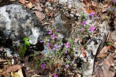 Loeselia glandulosa, photographed by Neptalí Ramírez Marcial