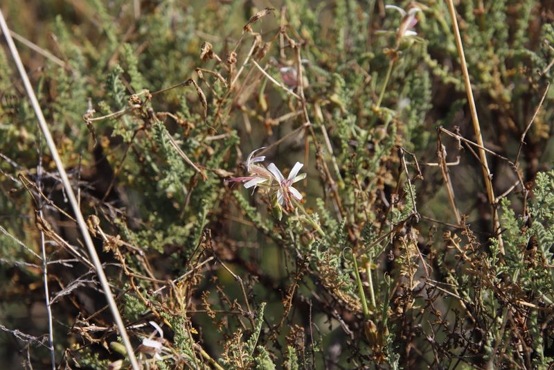 Pelargonium tragacanthoides, photographed by Tony Rebelo