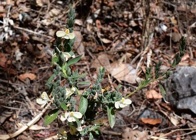 Henrya insularis, photographed by Neptalí Ramírez Marcial