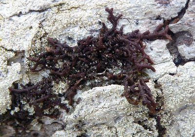 Frullania fugax, photographed by Peter de Lange