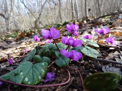 Cyclamen coum, photographed by Пані Тимошенко