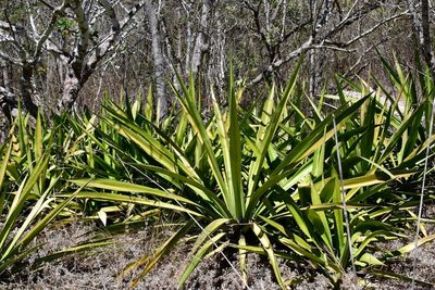 Furcraea cabuya, photographed by Neptalí Ramírez Marcial