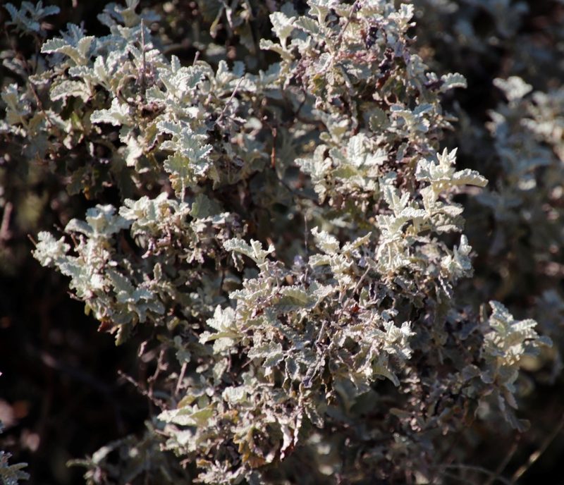 Buddleja glomerata, photographed by Tony Rebelo