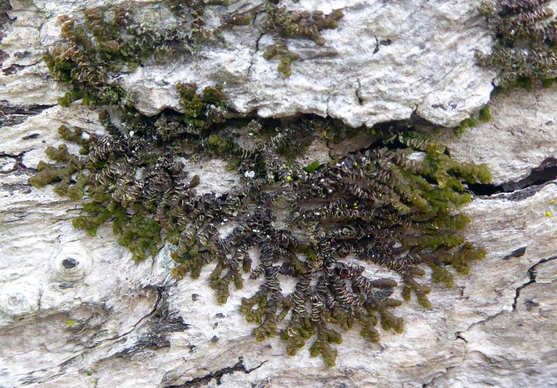 Frullania fugax, photographed by Peter de Lange