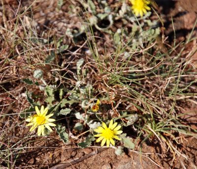 Arctotis arctotoides, photographed by Tony Rebelo