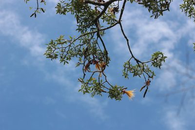 Adansonia fony