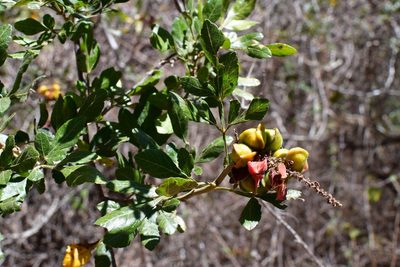 Paullinia fuscescens, photographed by Neptalí Ramírez Marcial