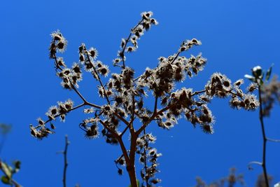 Heliocarpus terebinthinaceus, photographed by Neptalí Ramírez Marcial