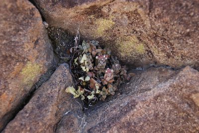 Crassula lanuginosa, photographed by Tony Rebelo