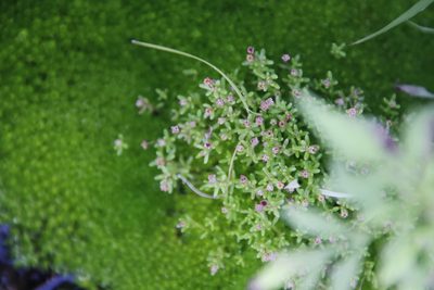 Crassula vaillantii, photographed by Tony Rebelo