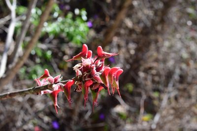 Euphorbia calcarata, photographed by Neptalí Ramírez Marcial