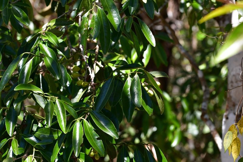 Maytenus stipitata, photographed by Neptalí Ramírez Marcial