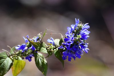 Salvia connivens, photographed by Neptalí Ramírez Marcial