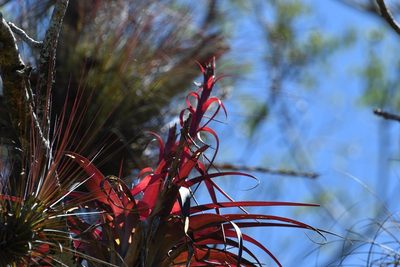 Tillandsia belloensis, photographed by Neptalí Ramírez Marcial