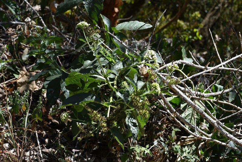 Tournefortia glabra, photographed by Neptalí Ramírez Marcial