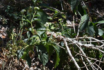 Tournefortia glabra, photographed by Neptalí Ramírez Marcial