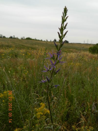 Asyneuma canescens, photographed by Galyna Mykytynets