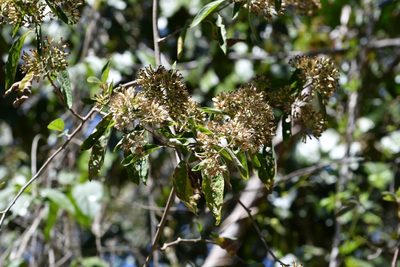 Eremosis triflosculosa, photographed by Neptalí Ramírez Marcial