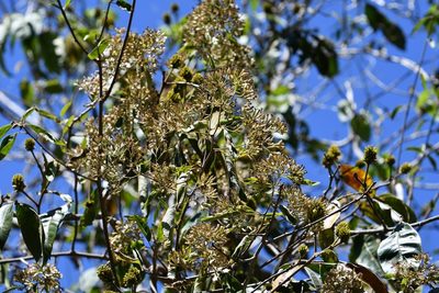 Eremosis triflosculosa, photographed by Neptalí Ramírez Marcial