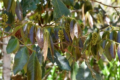 Inga chiapensis, photographed by Neptalí Ramírez Marcial