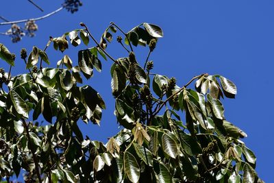 Inga chiapensis, photographed by Neptalí Ramírez Marcial