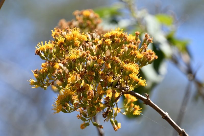 Sinclairia vagans, photographed by Neptalí Ramírez Marcial