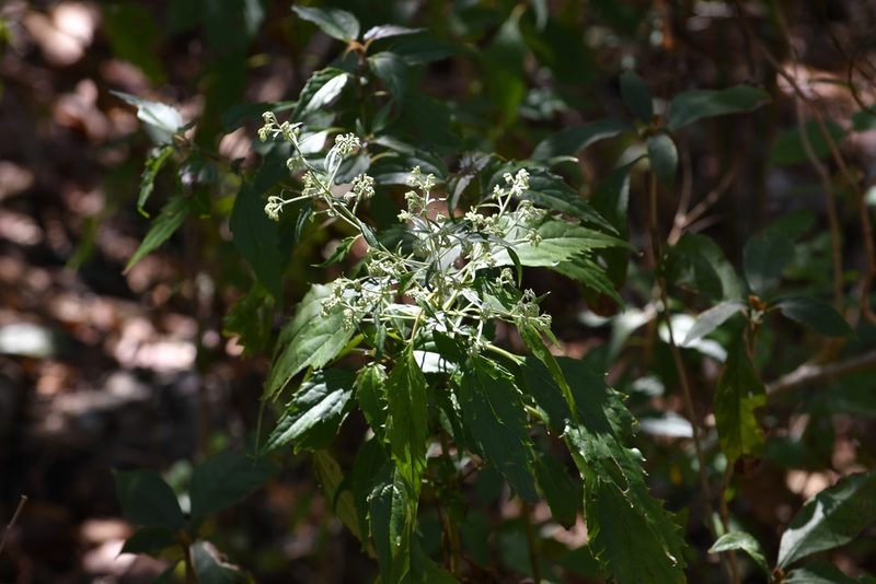 Fleischmanniopsis leucocephala, photographed by Neptalí Ramírez Marcial